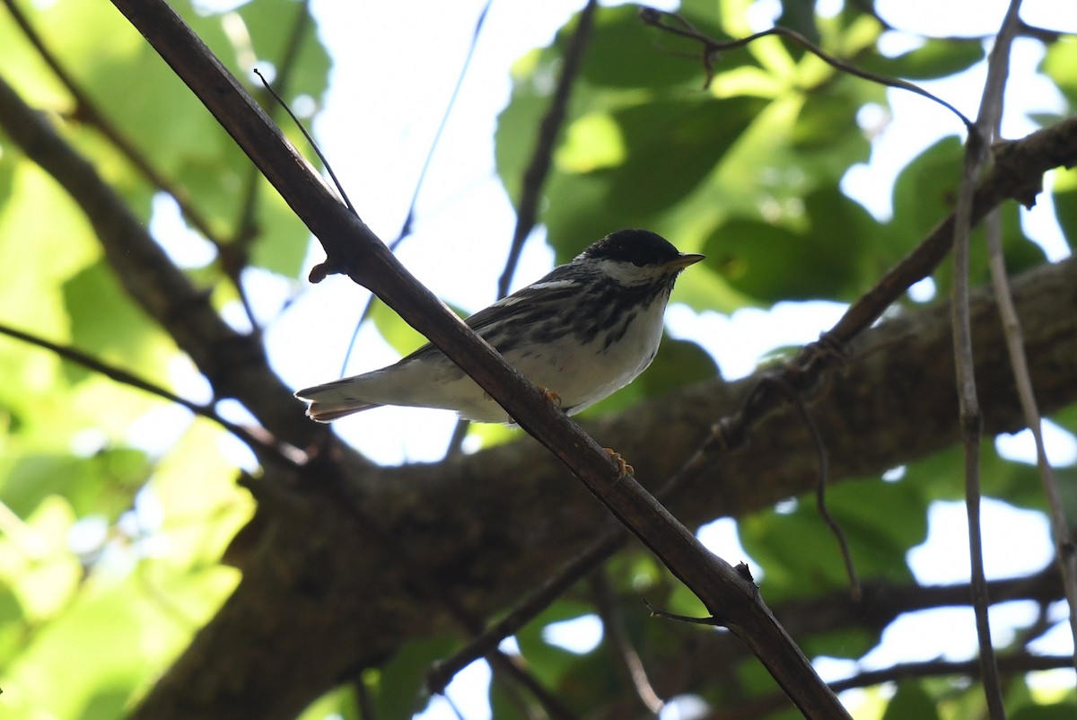 Blackpoll Warbler - ML618885994