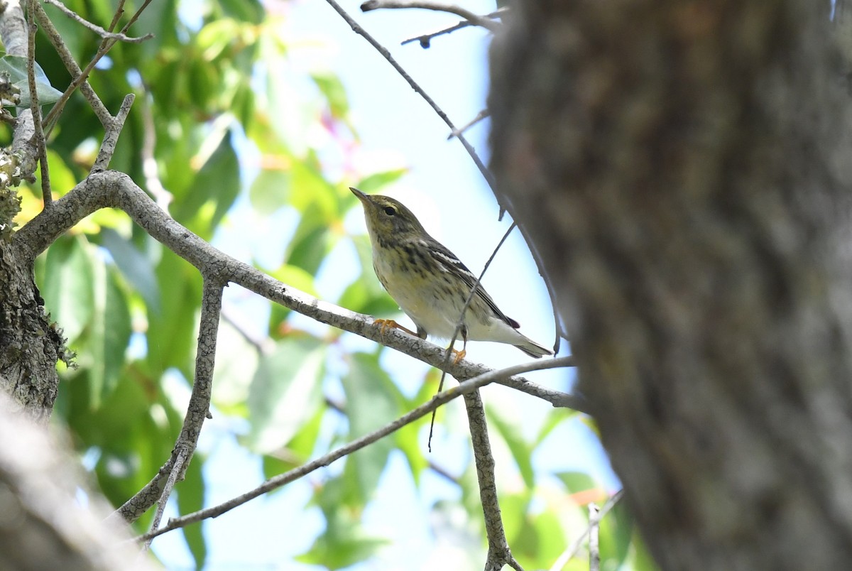 Blackpoll Warbler - ML618885995