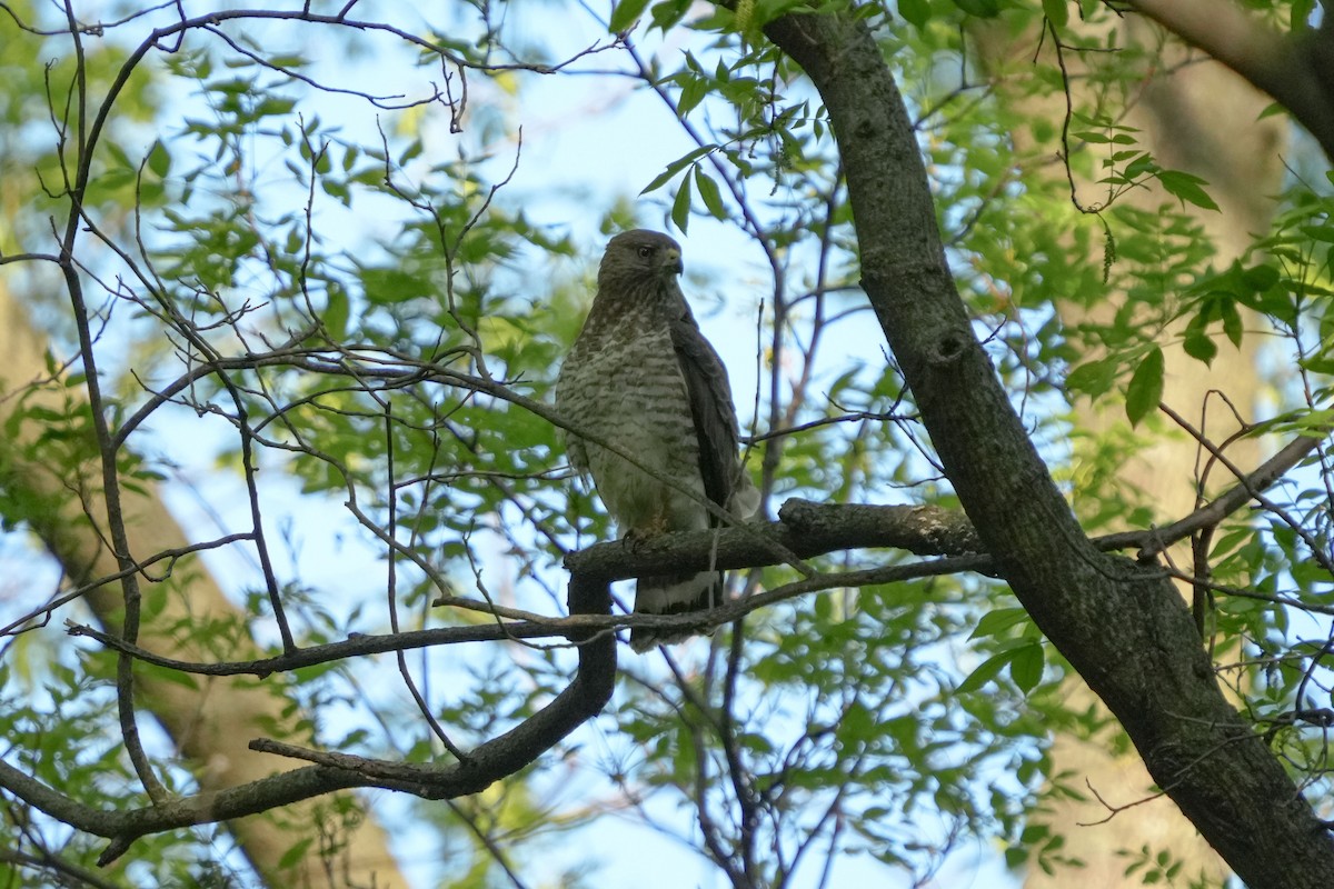 Broad-winged Hawk - Kipp Paulsen