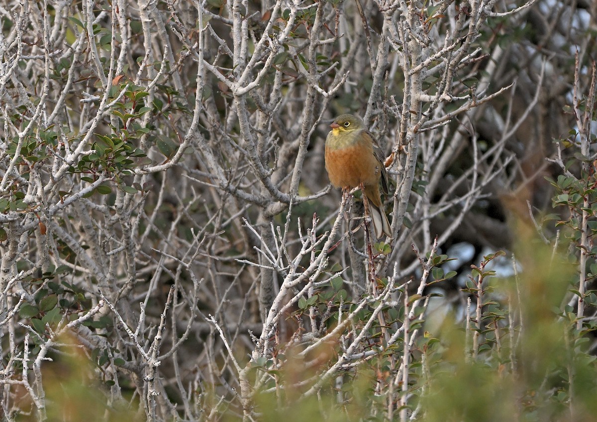 Ortolan Bunting - ML618886035