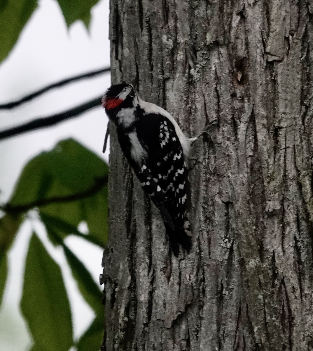 Downy Woodpecker - ML618886041