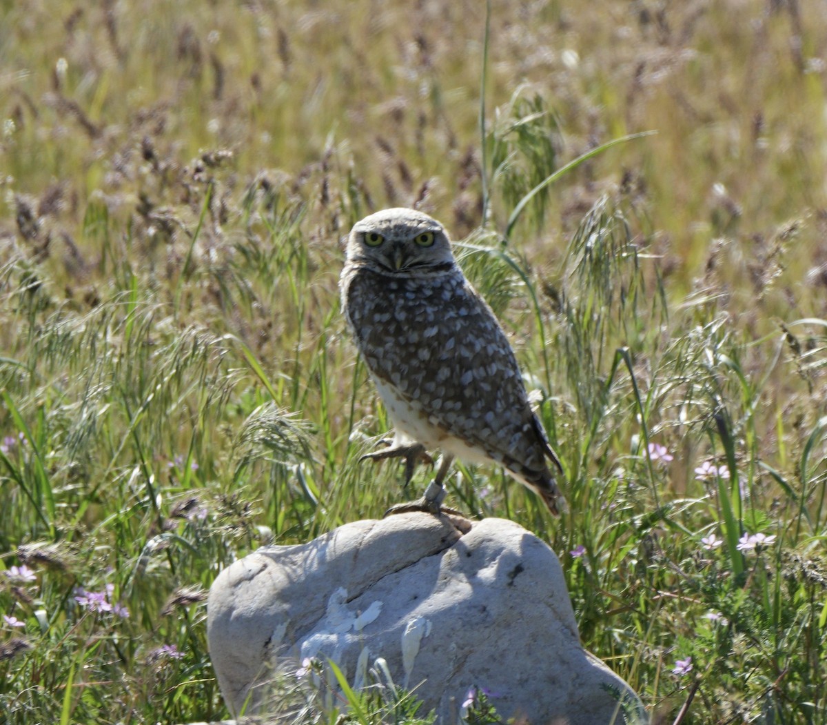 Burrowing Owl - Taylor Abbott