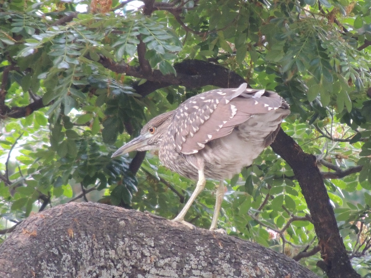 Black-crowned Night Heron - Carolina Dávila