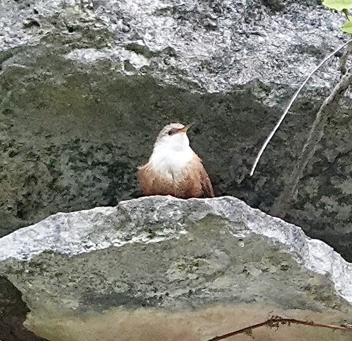 Canyon Wren - Raymond Ortiz