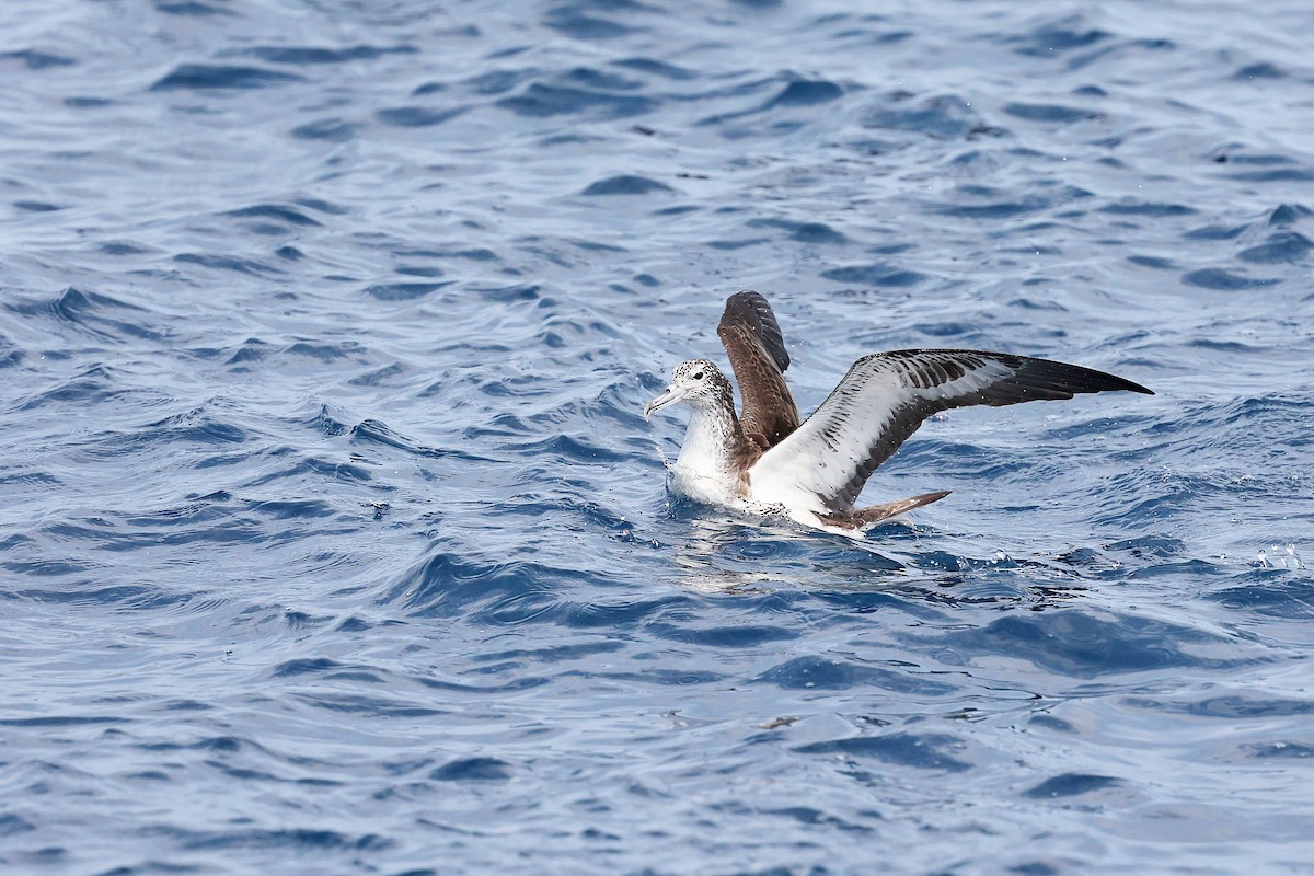 Streaked Shearwater - Chih-Wei(David) Lin