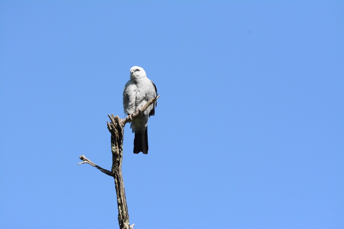 Mississippi Kite - ML618886080