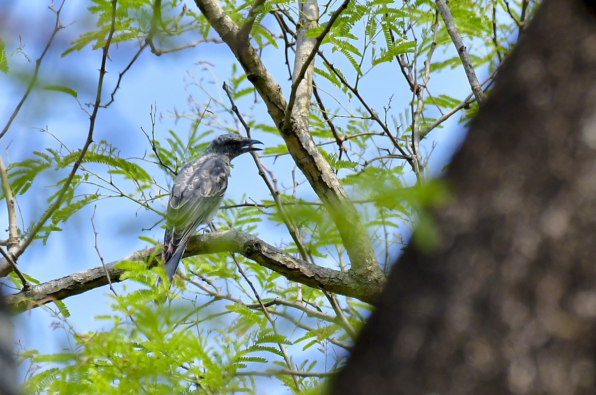 Large Cuckooshrike - Sathish Ramamoorthy