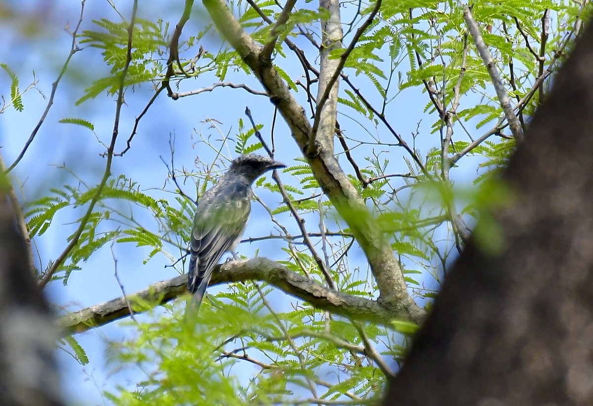 Large Cuckooshrike - Sathish Ramamoorthy