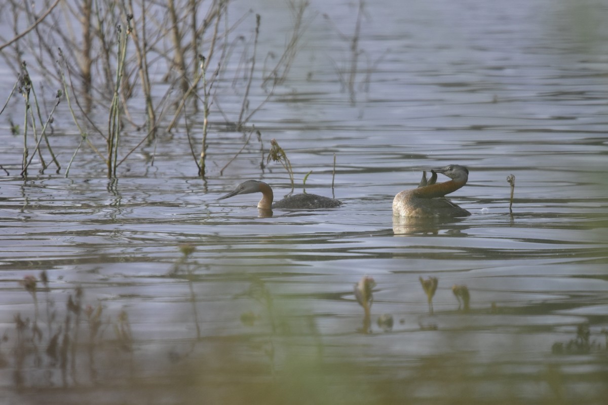 Great Grebe - Juan Perez