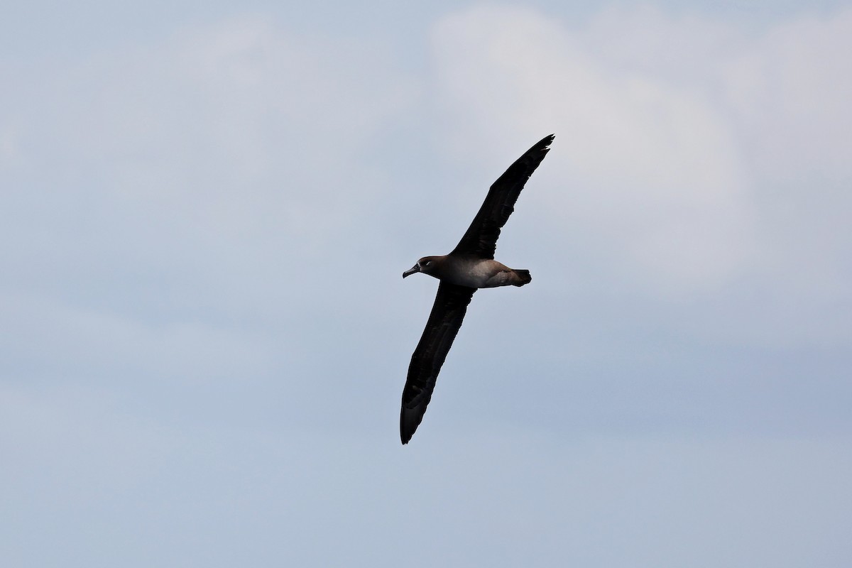 Black-footed Albatross - Chih-Wei(David) Lin