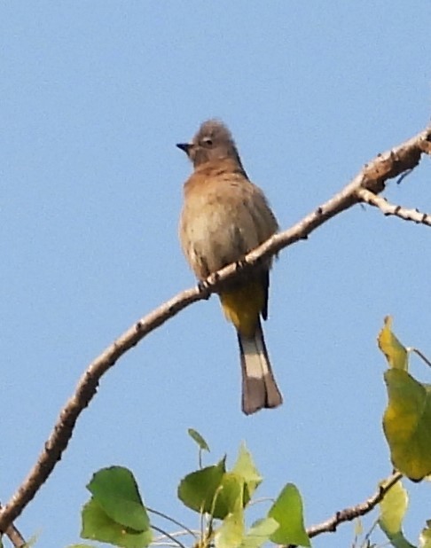 Gray Silky-flycatcher - Guadalupe Esquivel Uribe