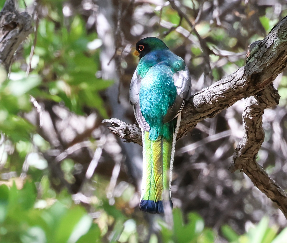 Elegant Trogon - James Wheatley