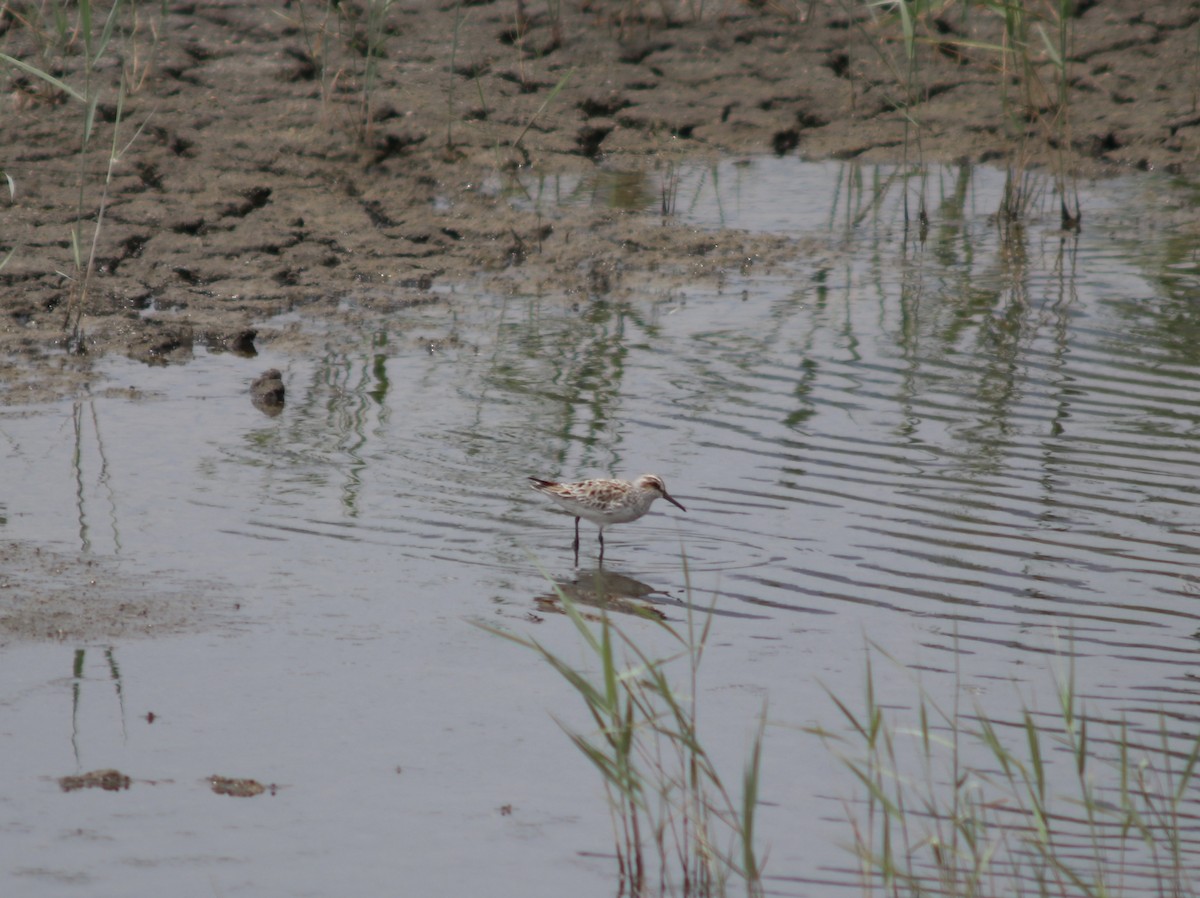 Broad-billed Sandpiper - 魚鷺 無恙