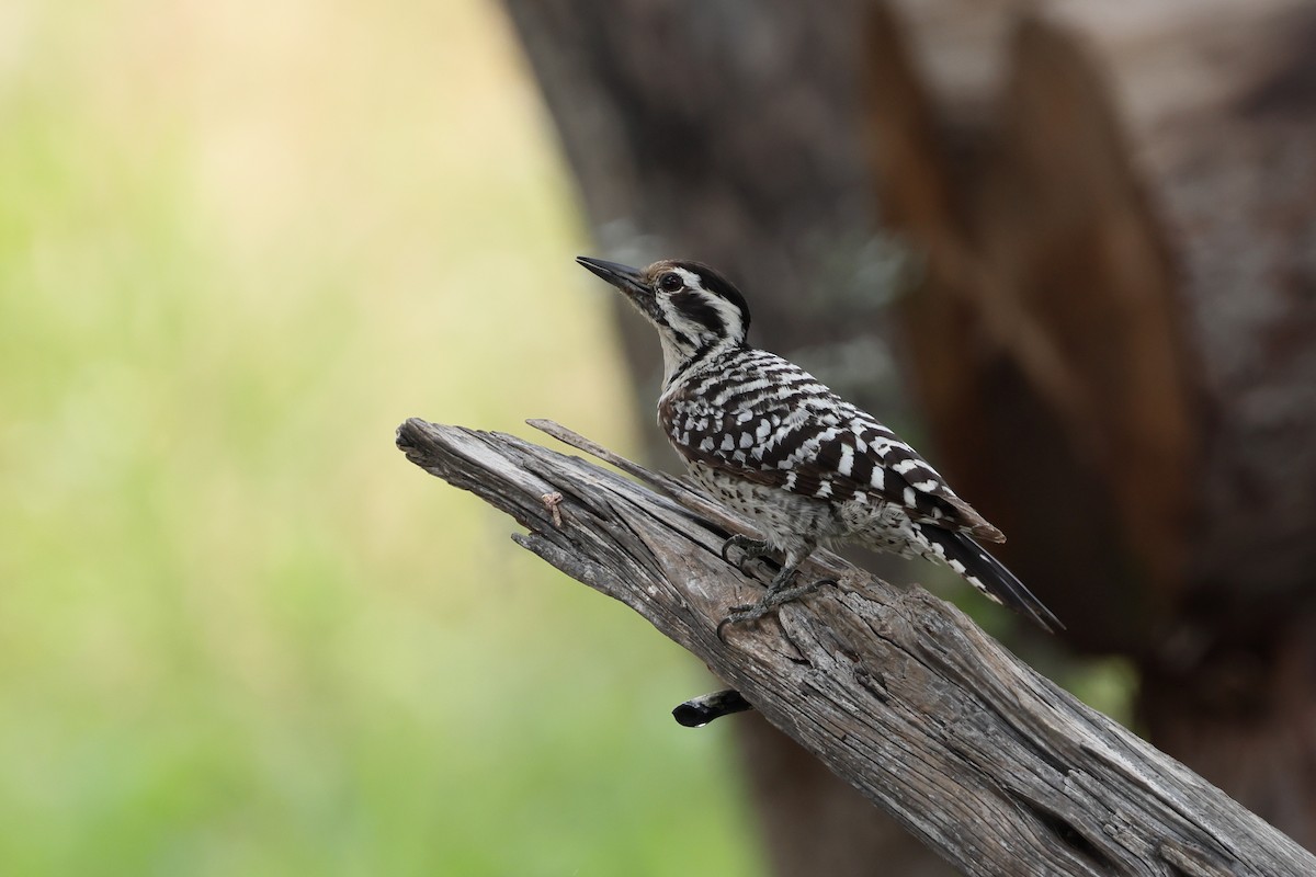 Ladder-backed Woodpecker - Fernanda Araujo