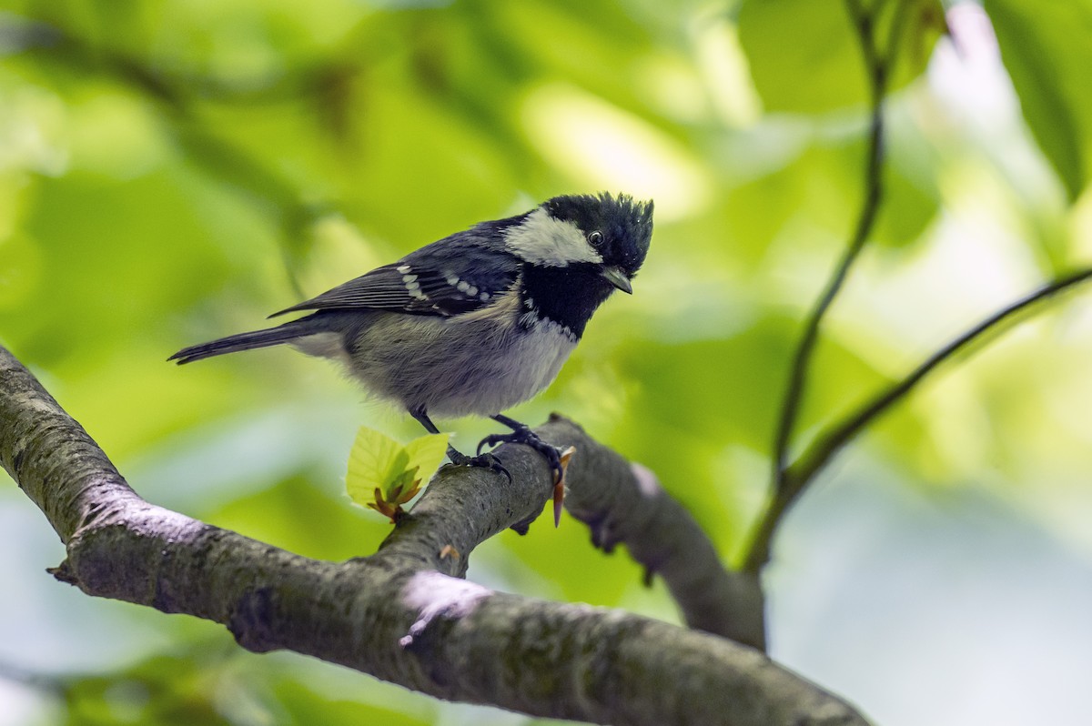 Coal Tit - Andrej Tabak