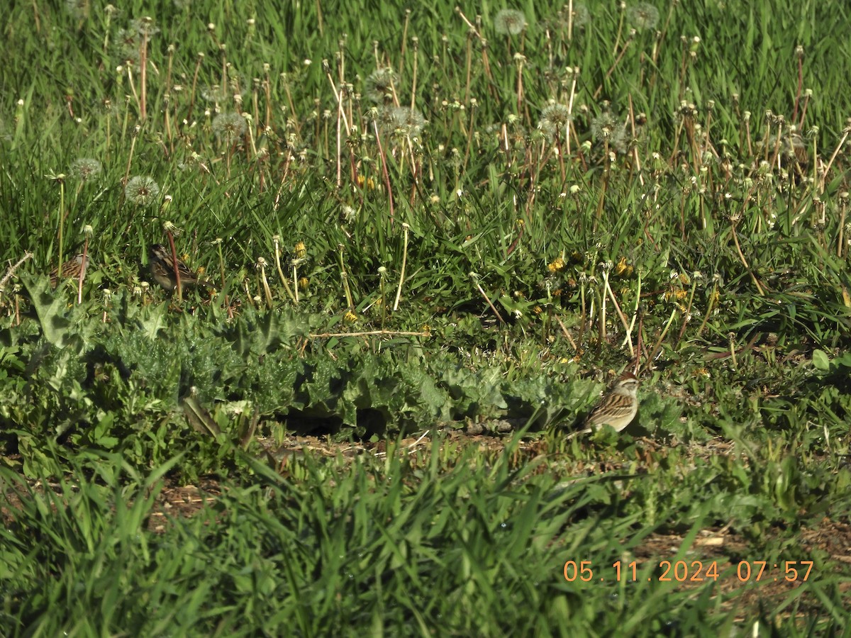 Chipping Sparrow - Allison Moody