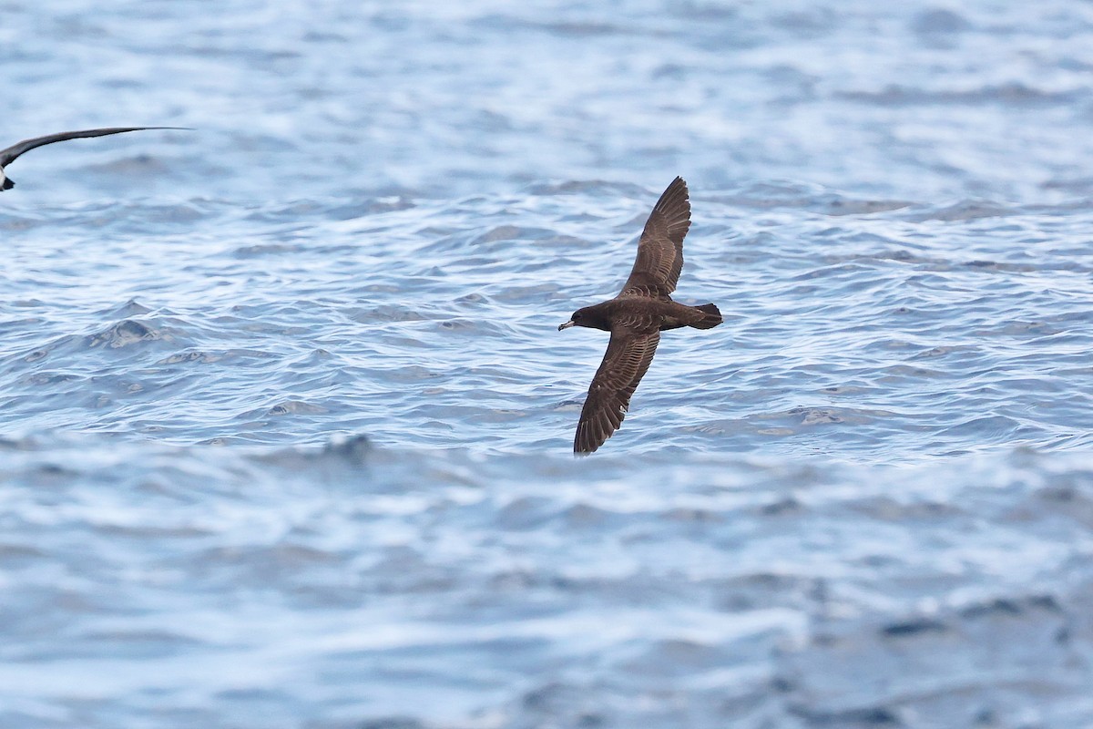 Flesh-footed Shearwater - Chih-Wei(David) Lin