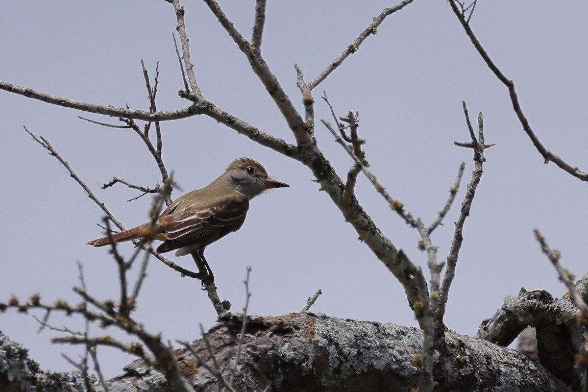 Great Crested Flycatcher - ML618886189