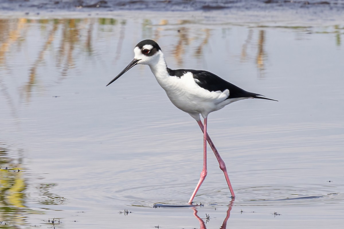 Black-necked Stilt - Scott Coupland