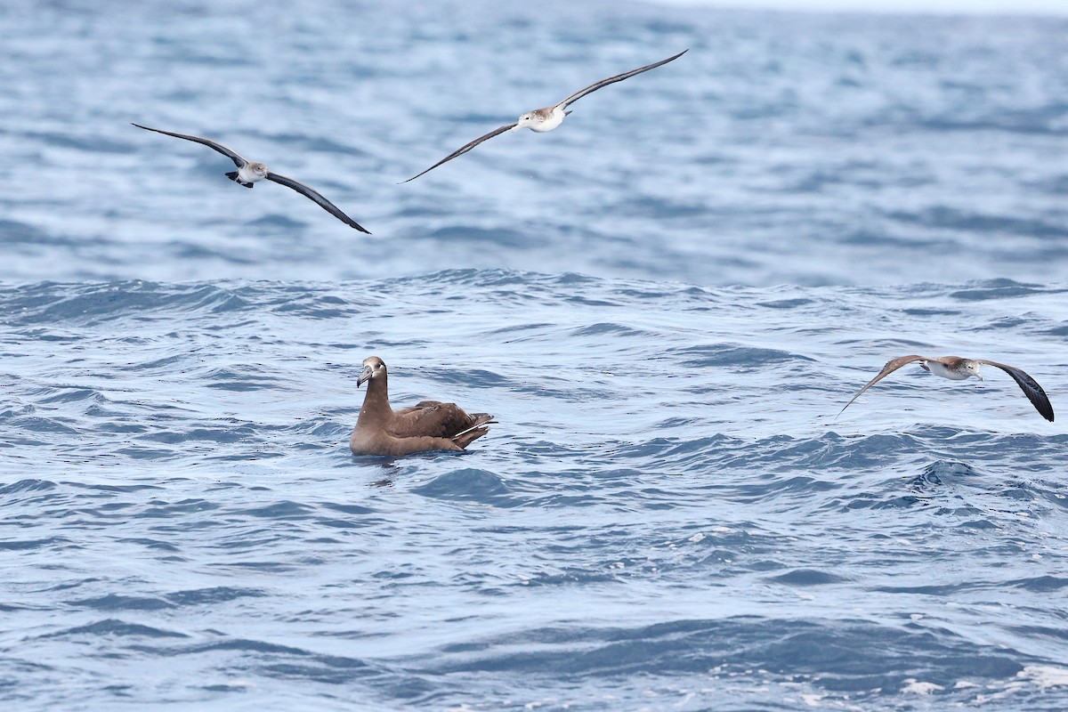 Black-footed Albatross - ML618886213