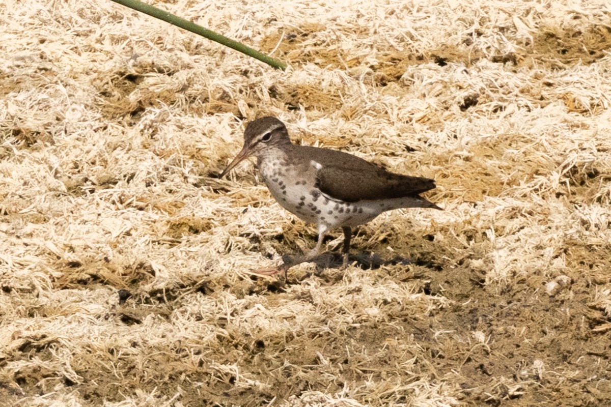 Spotted Sandpiper - Scott Coupland