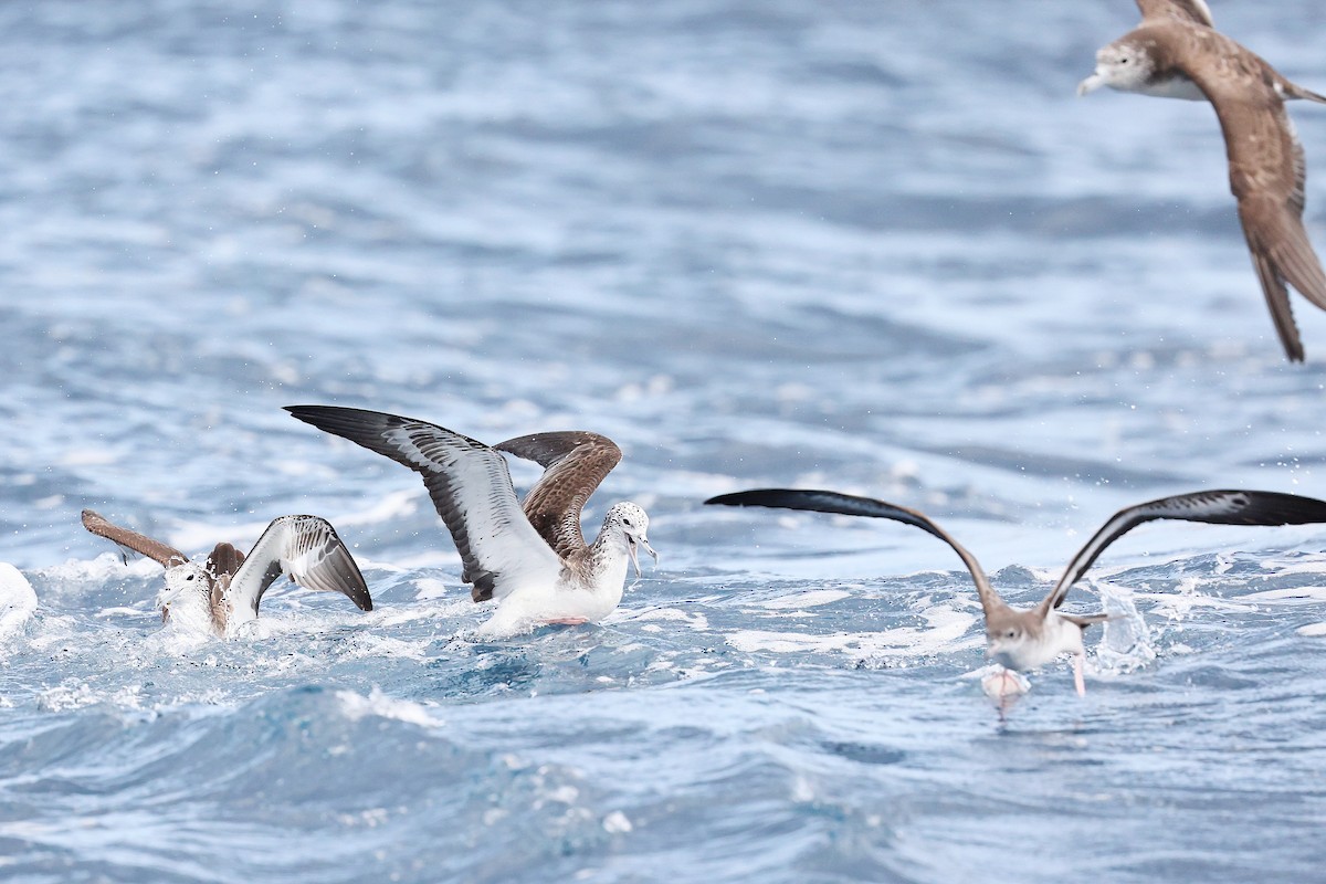 Streaked Shearwater - ML618886235