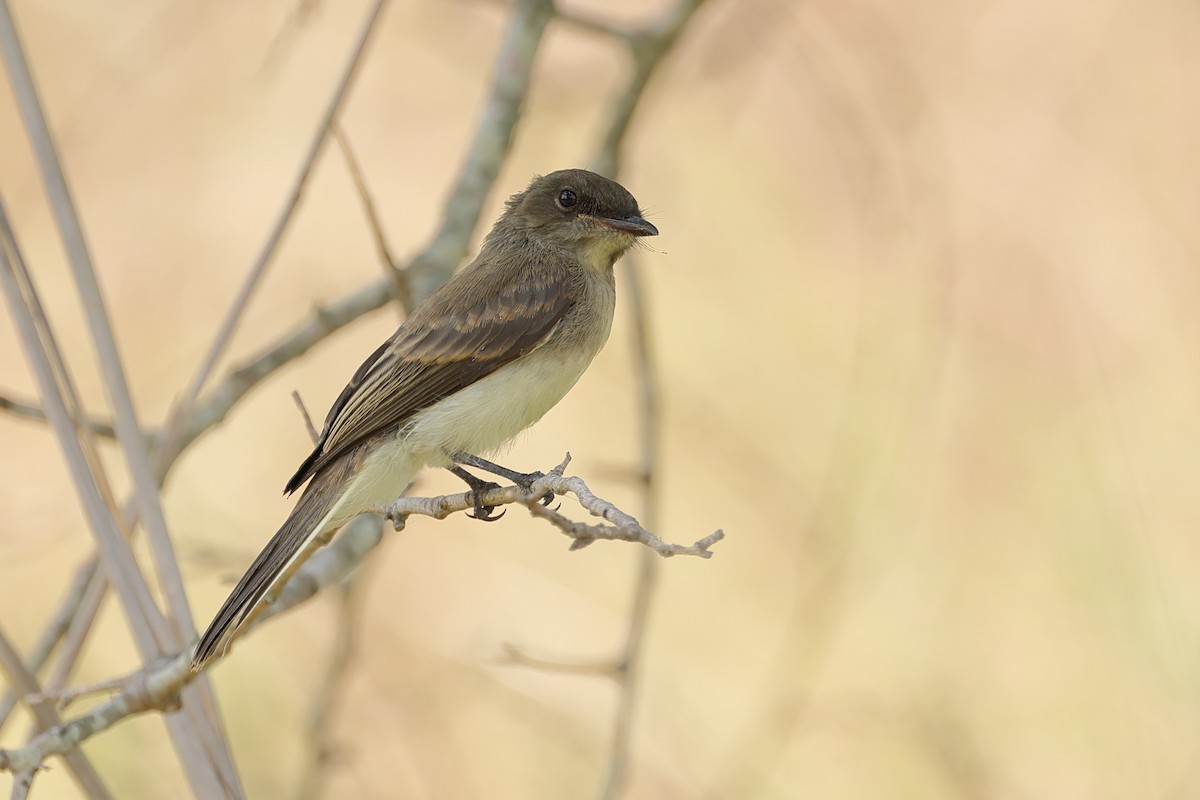 Eastern Phoebe - Fernanda Araujo