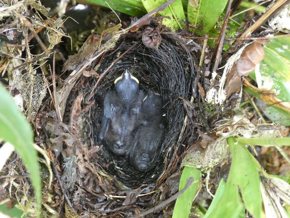 Golden-collared Manakin - ML618886242