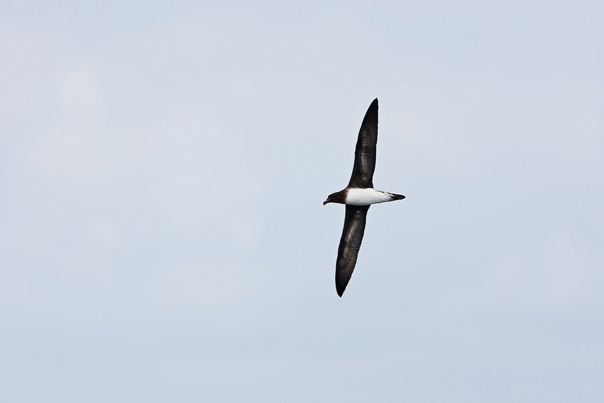 Tahiti Petrel - ML618886247