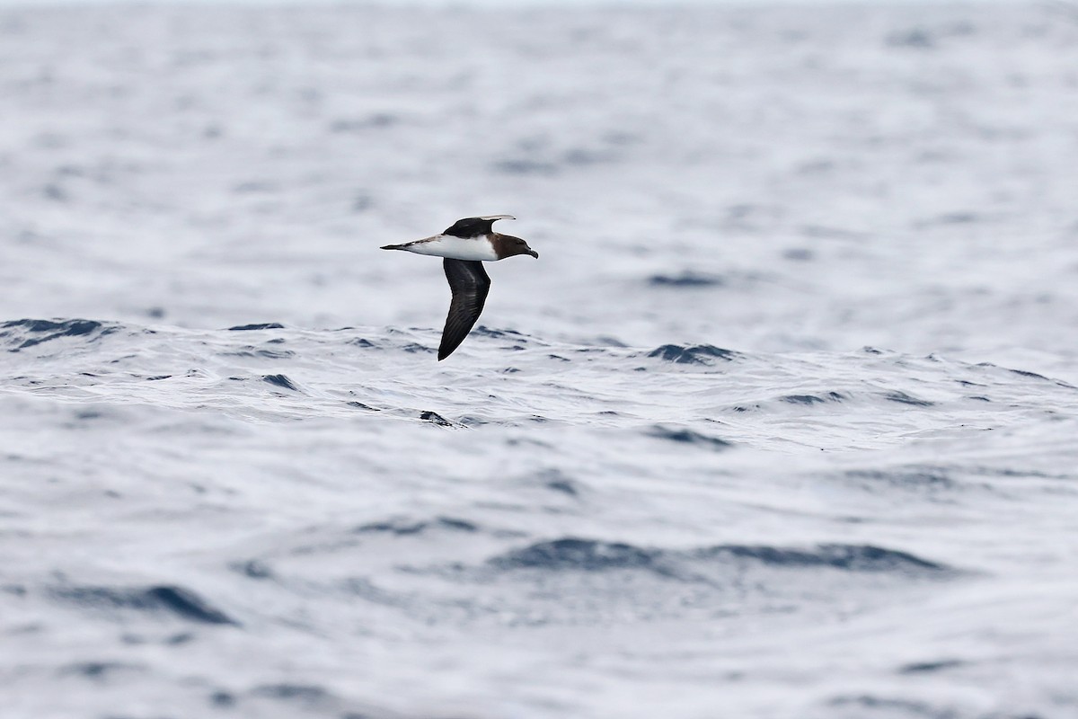 Tahiti Petrel - ML618886248