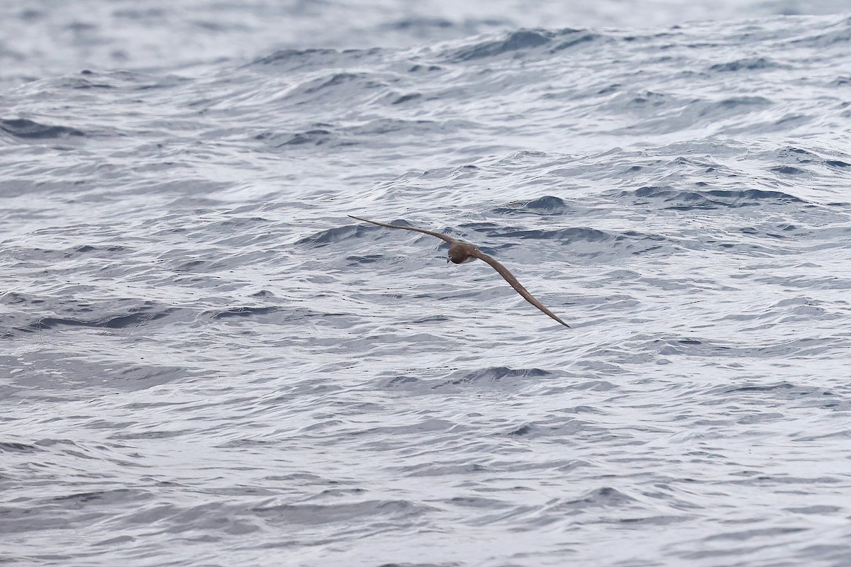 Tahiti Petrel - Chih-Wei(David) Lin