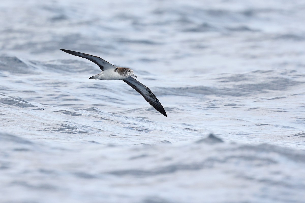 Streaked Shearwater - Chih-Wei(David) Lin