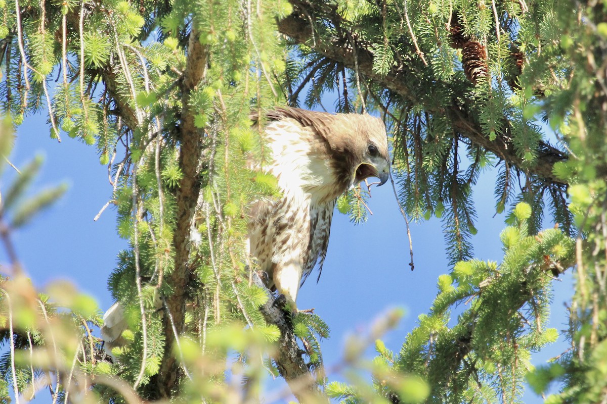 Red-tailed Hawk - Matt Leavitt