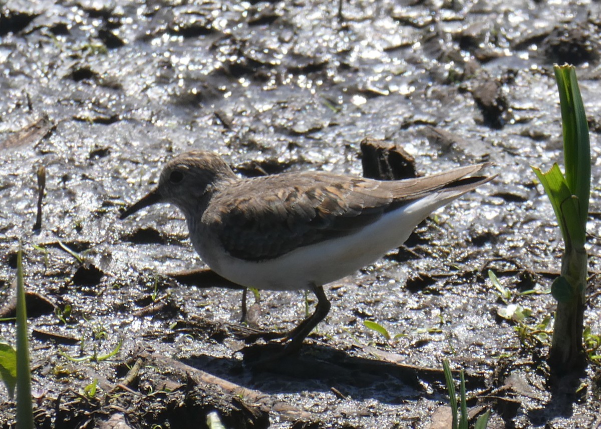 Temminck's Stint - ML618886273