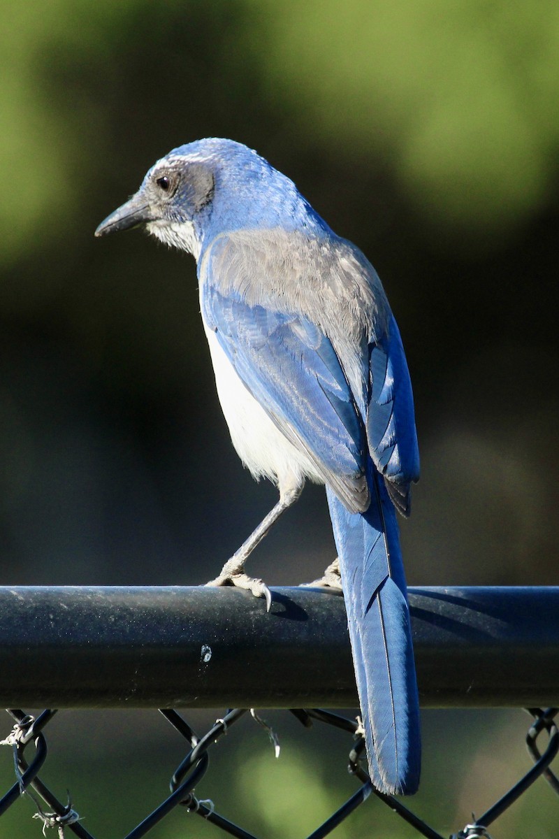 California Scrub-Jay - ML618886280