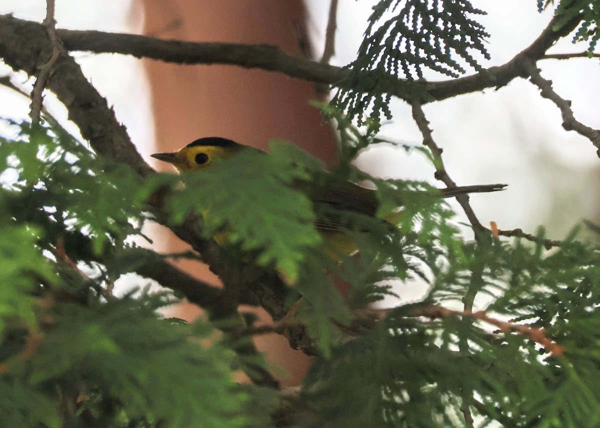 Wilson's Warbler - Mathias Bitter