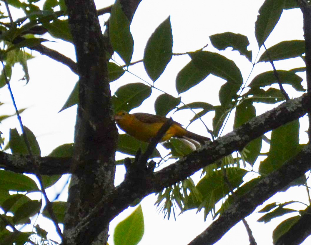 Summer Tanager - Andrea Freeman