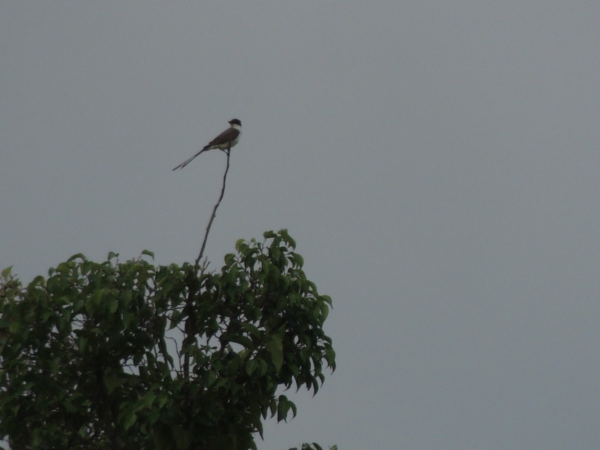 Fork-tailed Flycatcher - Carolina Dávila