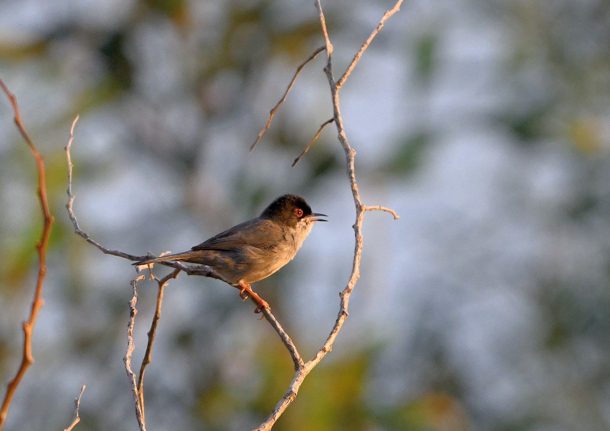 Sardinian Warbler - Luigi Gennari