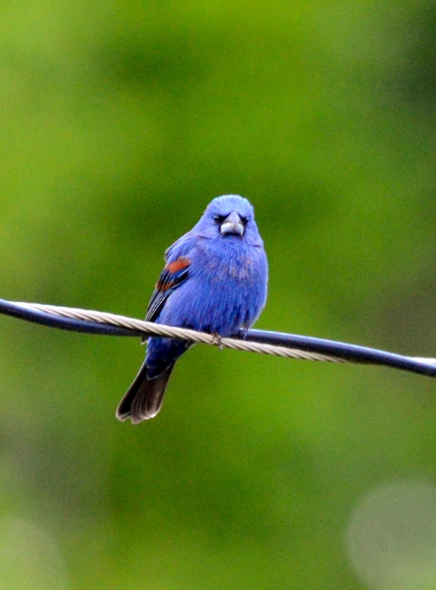 Blue Grosbeak - Andrea Freeman