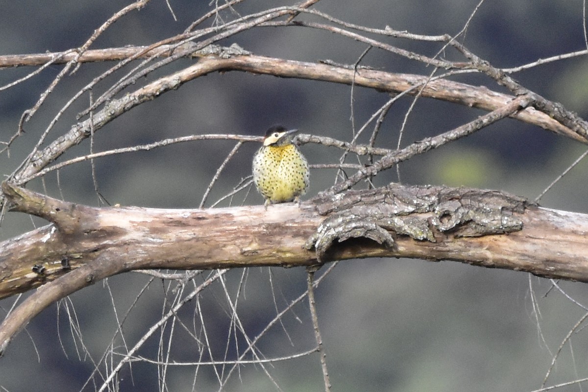 Green-barred Woodpecker - Juan Perez