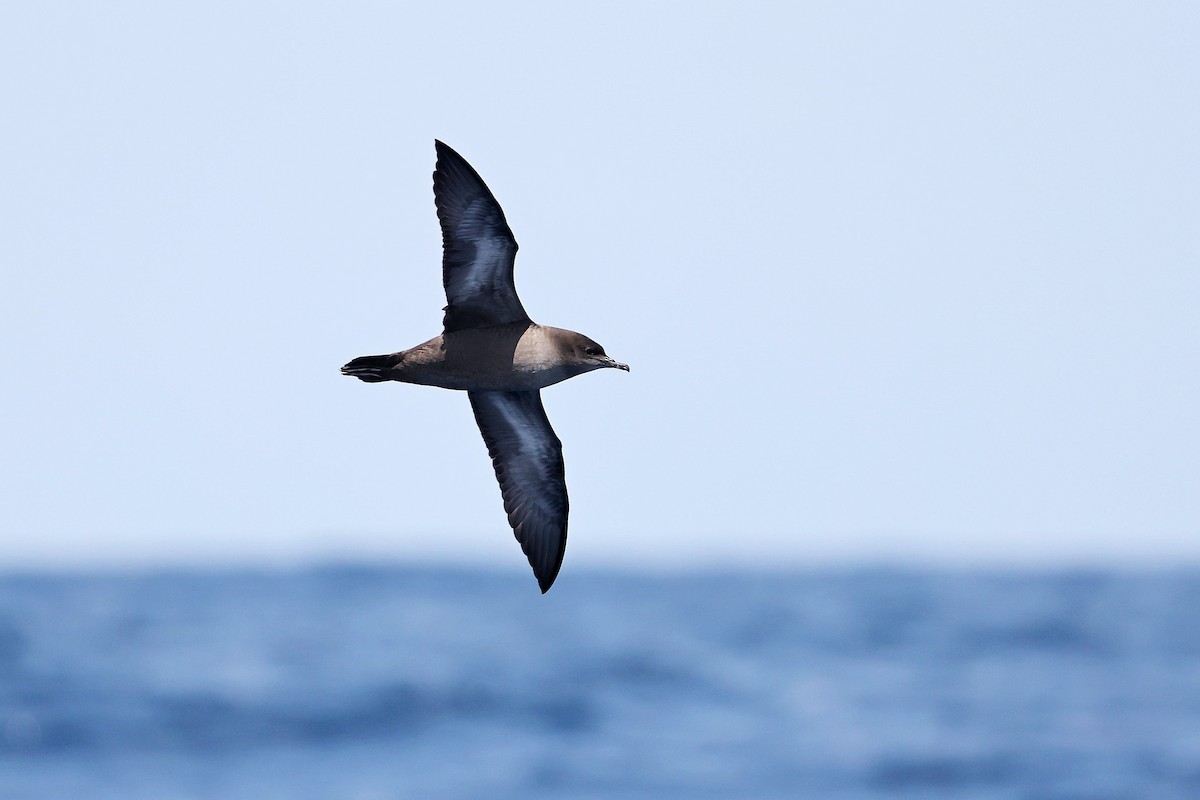 Short-tailed Shearwater - Chih-Wei(David) Lin