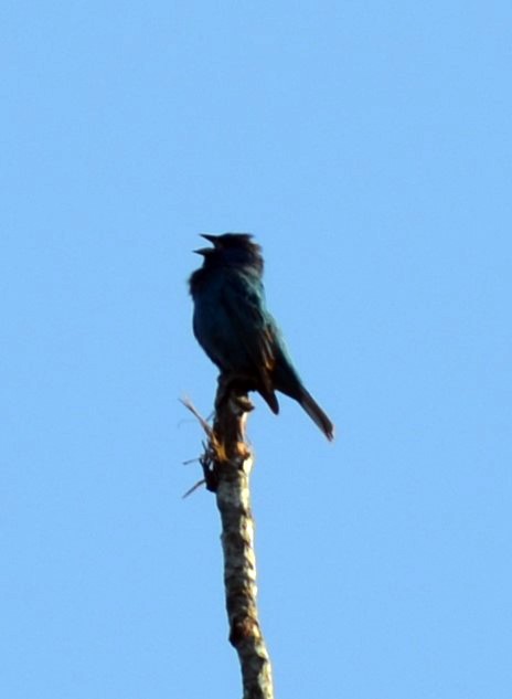 Indigo Bunting - Andrea Freeman