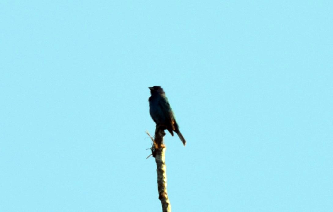 Indigo Bunting - Andrea Freeman