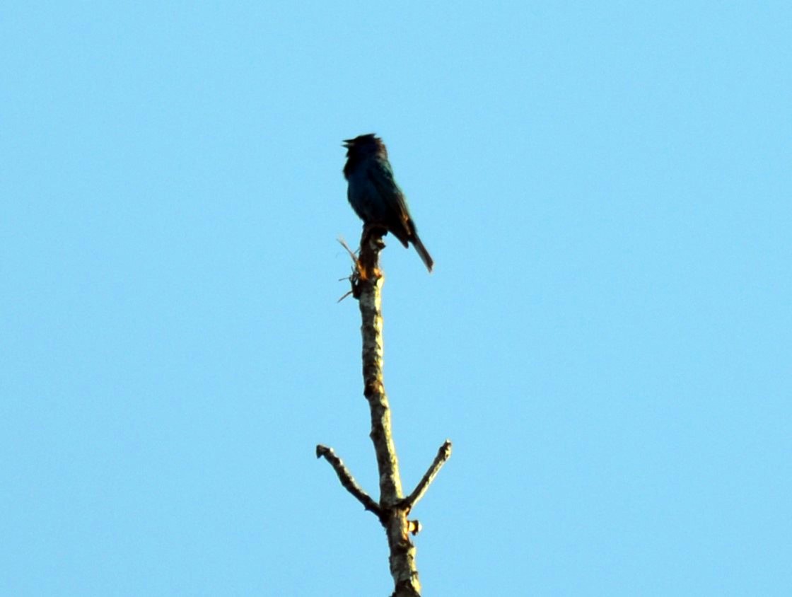 Indigo Bunting - Andrea Freeman