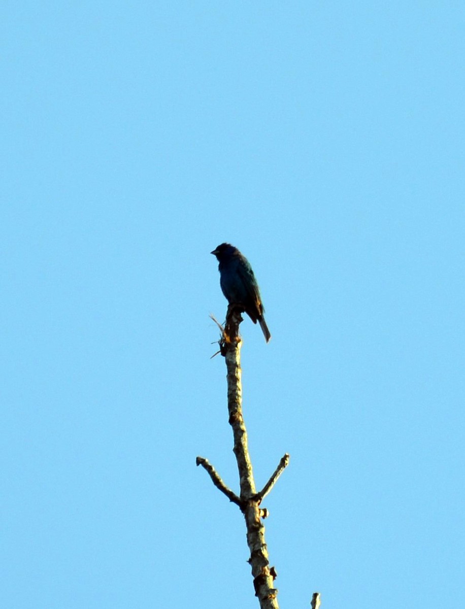 Indigo Bunting - Andrea Freeman