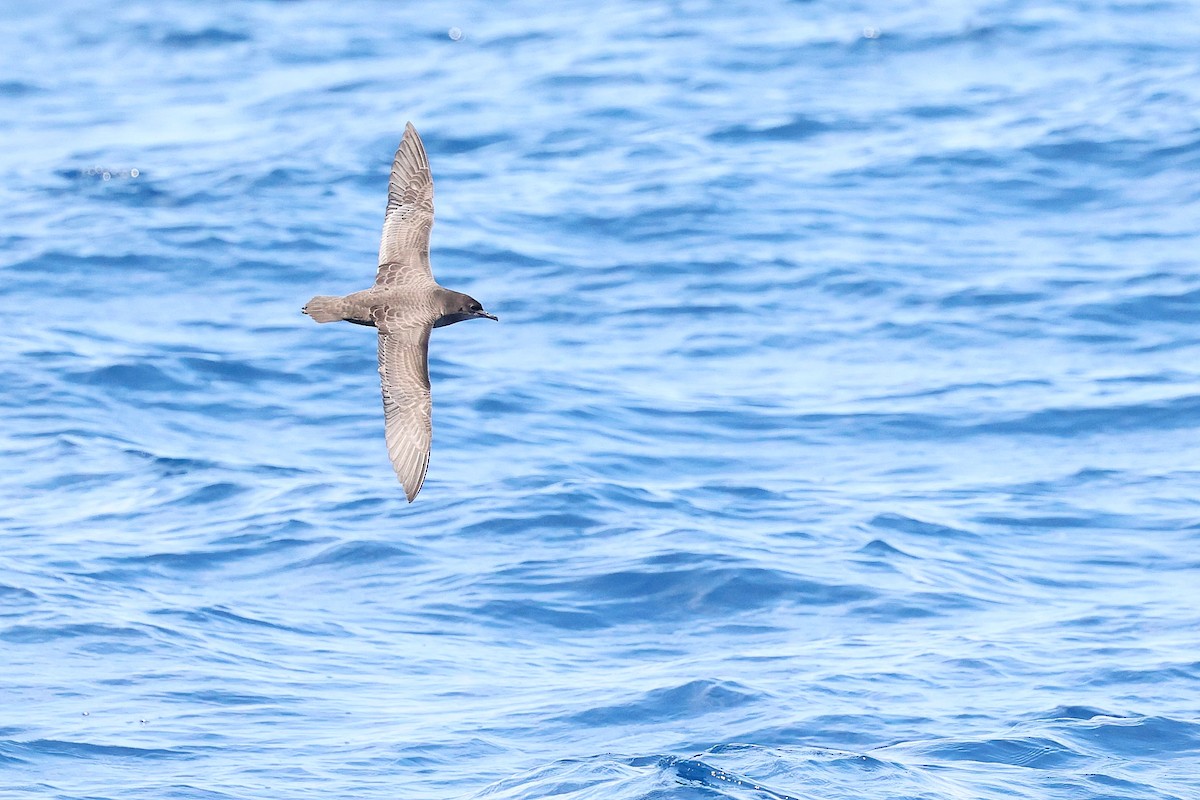 Short-tailed Shearwater - Chih-Wei(David) Lin