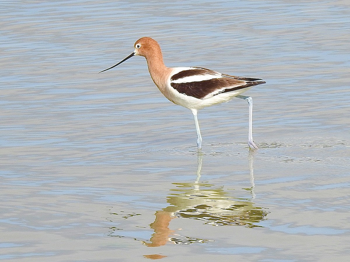 Avoceta Americana - ML618886328