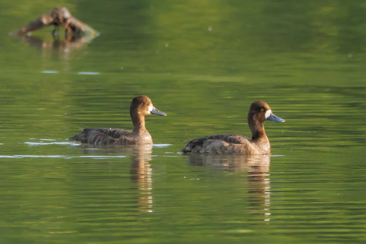 Lesser Scaup - Tim Loyd