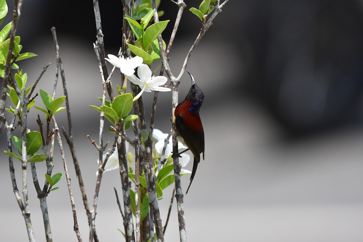 Black-throated Sunbird - Siripat Nonthamat